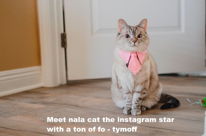 meet nala cat the instagram star with a ton of fo - tymoff