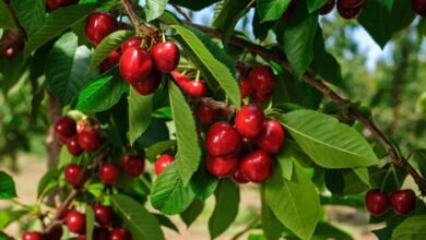 Brouwer fruit - kersen verkoop