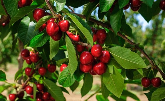 Brouwer fruit - kersen verkoop