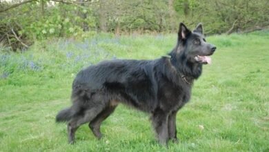 blue german shepherd