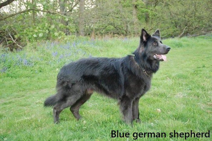 blue german shepherd