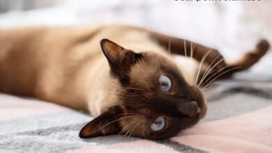 seal point siamese