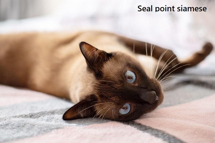 seal point siamese